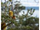 113 Sympathy Point Road, Taranna TAS 7180