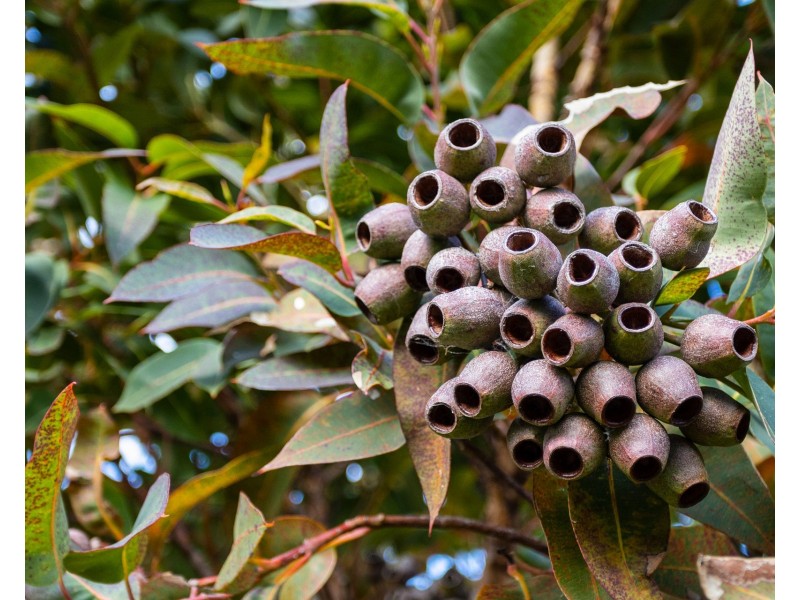 58 Erle Street, Carlton River TAS 7173