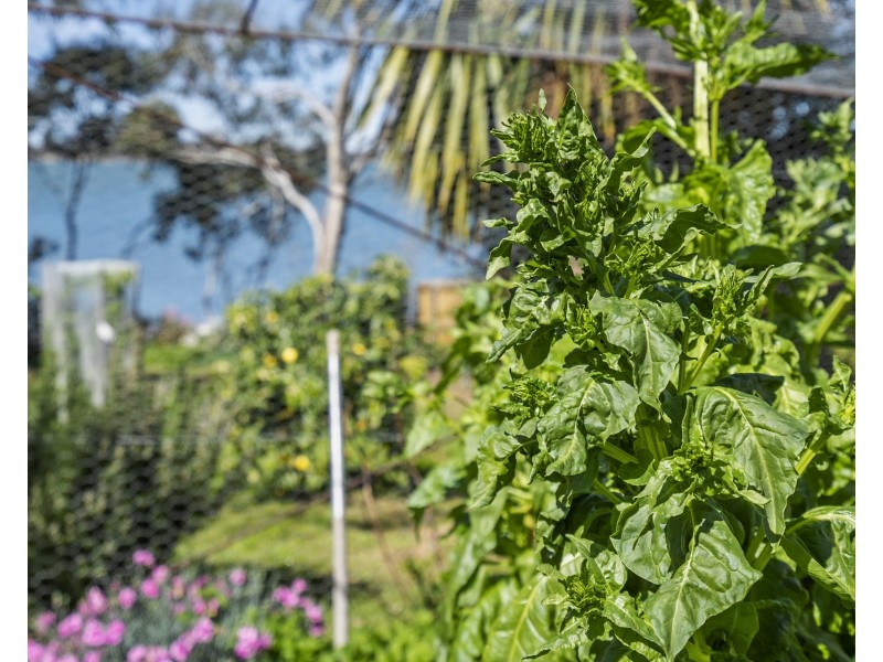 559 Shark Point Road, Penna TAS 7171