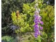 88 Old Jetty Road, Eaglehawk Neck TAS 7179