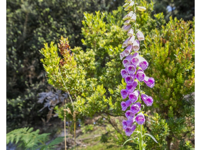 88 Old Jetty Road, Eaglehawk Neck TAS 7179