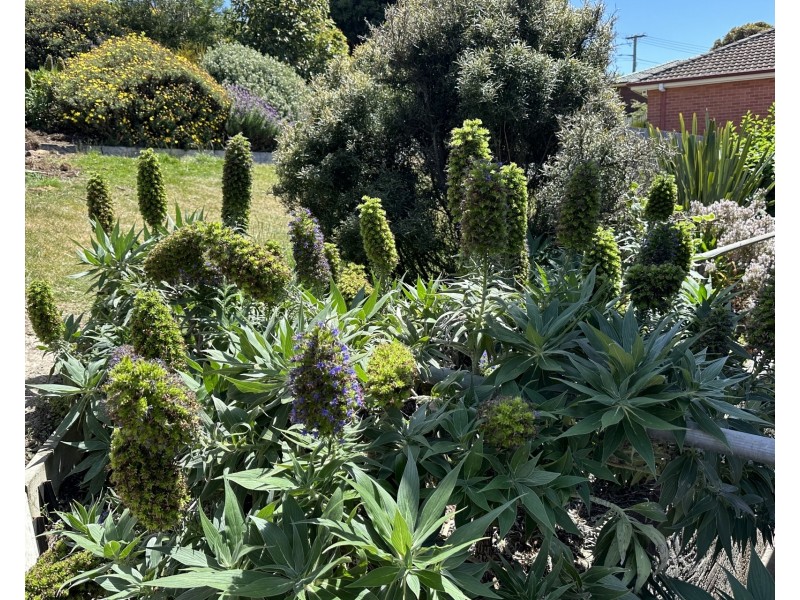 1/8 Wallace Avenue, Lenah Valley TAS 7008