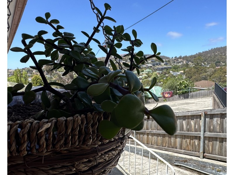 1/8 Wallace Avenue, Lenah Valley TAS 7008
