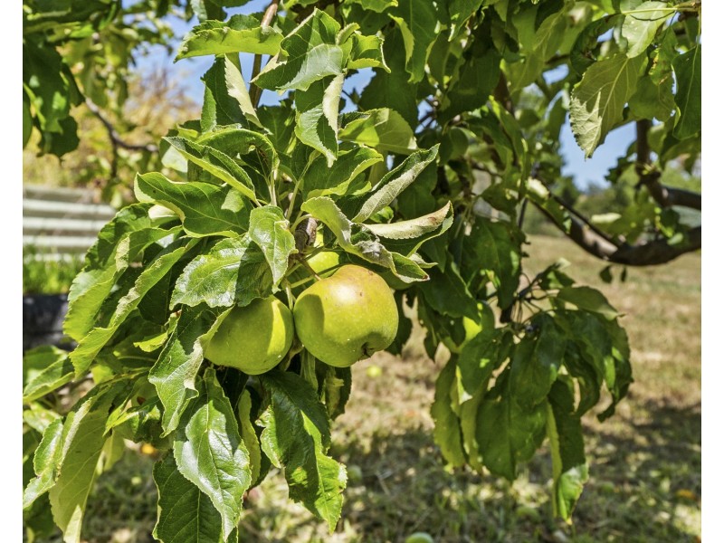 6 Wards Avenue, Lewisham TAS 7173