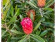 6 Sandy Point Avenue, Dodges Ferry TAS 7173