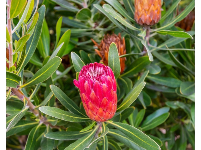 6 Sandy Point Avenue, Dodges Ferry TAS 7173