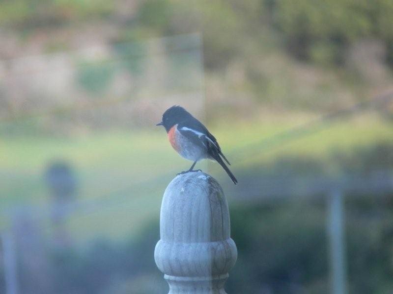 2-4 Hawks Lane, Eaglehawk Neck TAS 7179