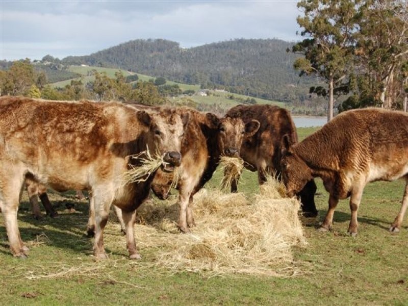 110 Jenkins Street, Premaydena TAS 7185