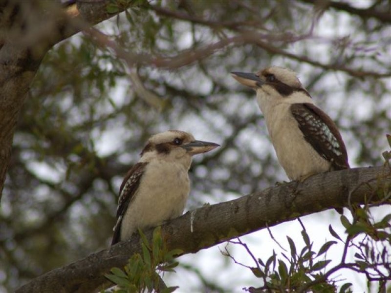 110 Jenkins Street, Premaydena TAS 7185