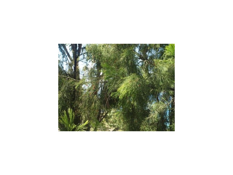 Lot 6a Blowhole Road, Eaglehawk Neck TAS 7179