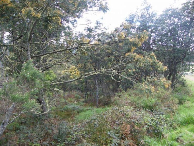 Lot 1 Woolridge Road, Rhyndaston TAS 7120