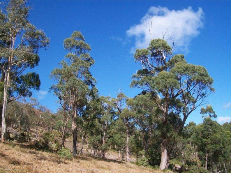 Lot 1 Albert Street, Eaglehawk Neck TAS 7179