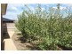 5 Billett Court, Sorell TAS 7172
