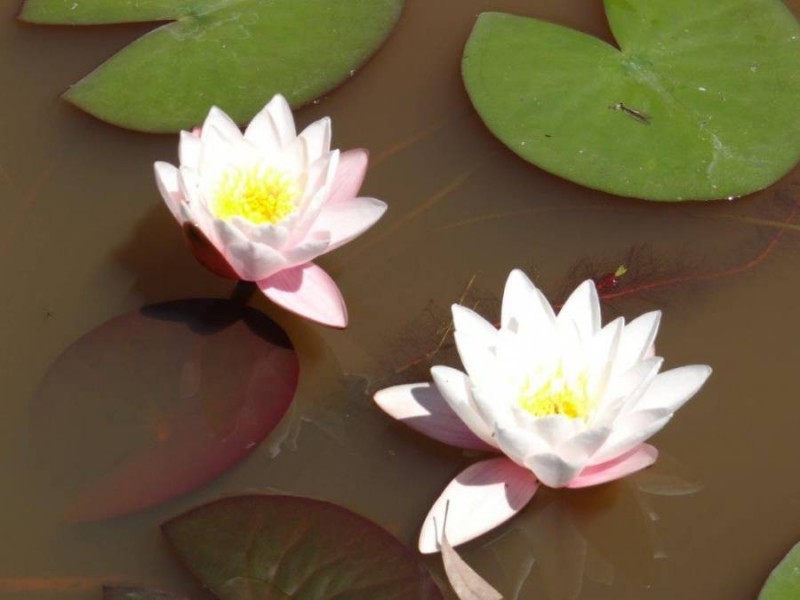 990 Roaring Beach Road, Nubeena TAS 7184