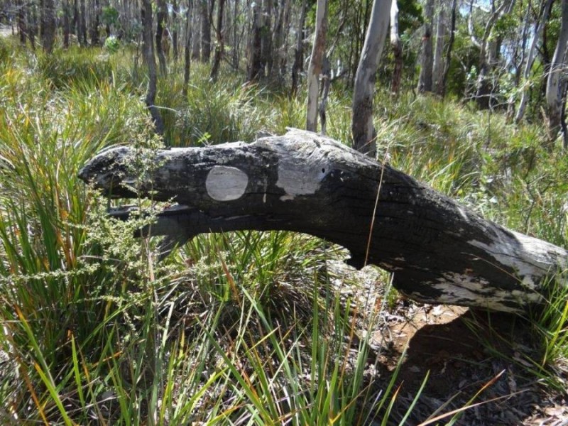 990 Roaring Beach Road, Nubeena TAS 7184