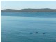 59 Linden Road, Primrose Sands TAS 7173