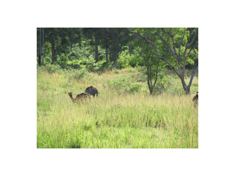 Lot 21 Dunwold-Cattle Creek Road, Gargett QLD 4741