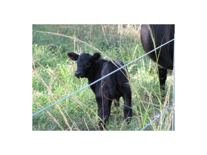 Lot 21 Dunwold-Cattle Creek Road, Gargett QLD 4741