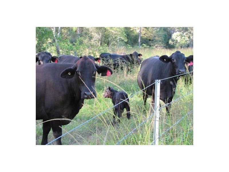 Lot 21 Dunwold-Cattle Creek Road, Gargett QLD 4741