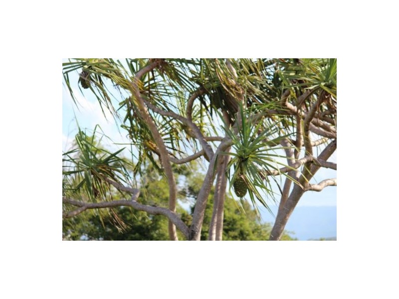 22 Moreton Bay Street, Forrest Beach QLD 4850