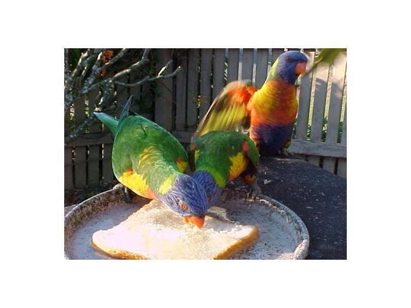 Dingo Beach QLD 4800