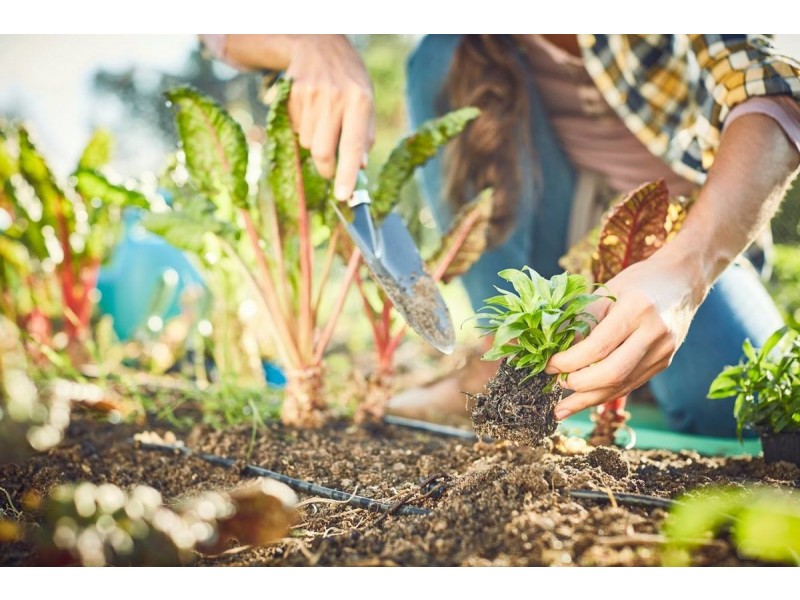 3 Rowella Street, Pimpama QLD 4209