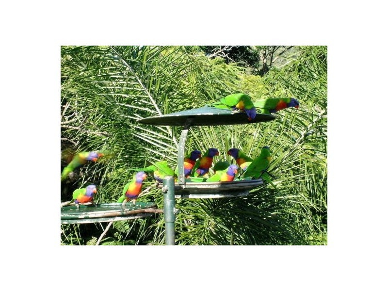 45 Springwood Street, Mount Gravatt East QLD 4122