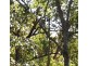 11/276 Pine Mountain Rd,, Carina Heights QLD 4152