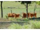 160 Perry Road, Magnolia QLD 4650