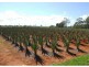 160 Perry Road, Magnolia QLD 4650