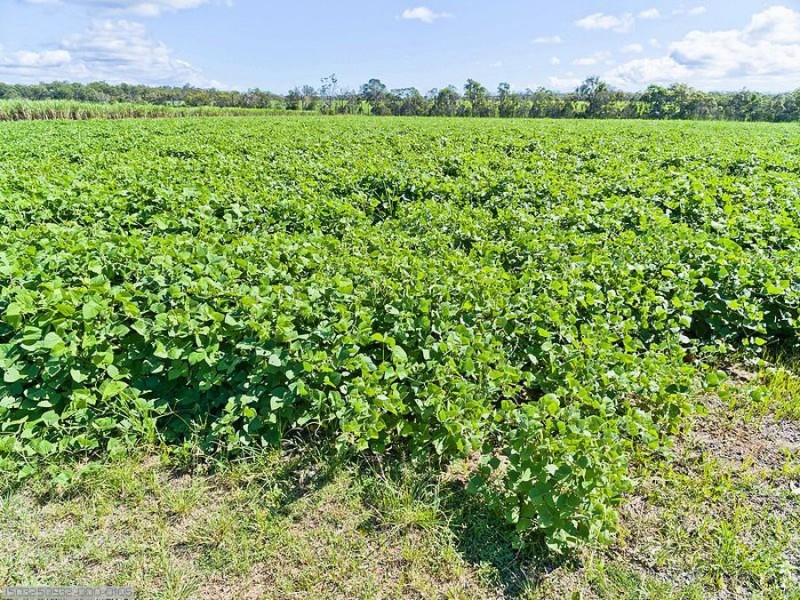 140 Noble Road, Susan River QLD 4655