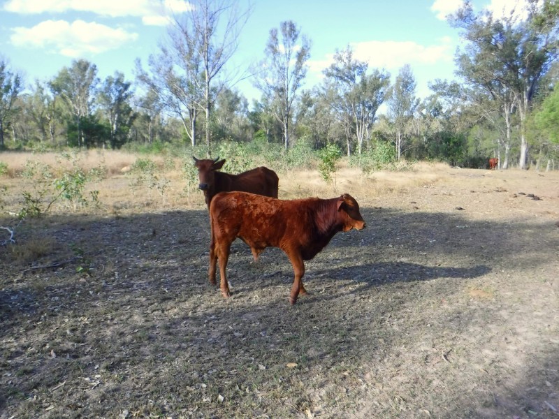 111 Ward Road, Yengarie QLD 4650