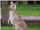 Oakhurst QLD 4650