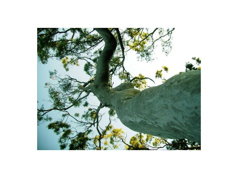 269 Pacific Haven Circuit, Pacific Haven QLD 4659