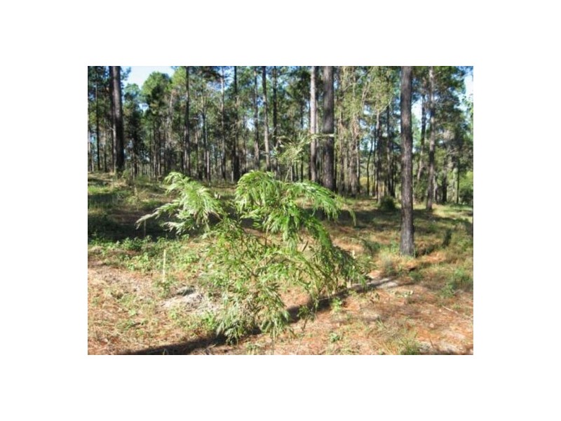 695 Arbor Twenty Six Road, Glenwood QLD 4570