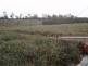 170 Old Mill Road, Yengarie QLD 4650