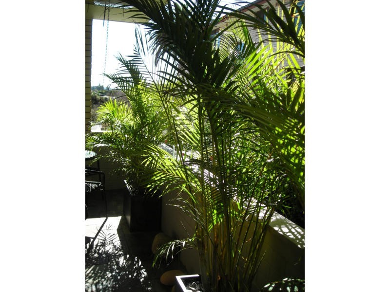 1/23 Stuart Street, Collaroy NSW 2097