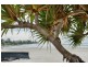 4/19 Mahia Terrace, Kings Beach QLD 4551