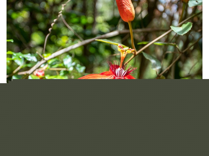 12 Leeons Road, Palmwoods QLD 4555