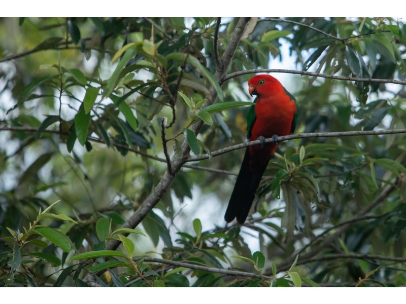 4 Suzen Court, Mooloolah Valley QLD 4553