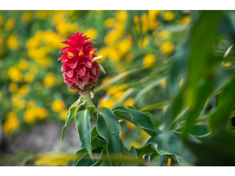 4 Suzen Court, Mooloolah Valley QLD 4553