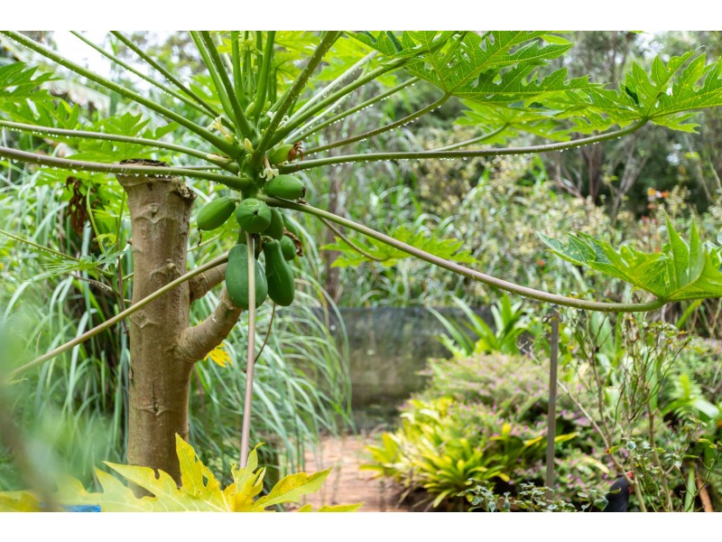 16 Mons Road, Buderim QLD 4556