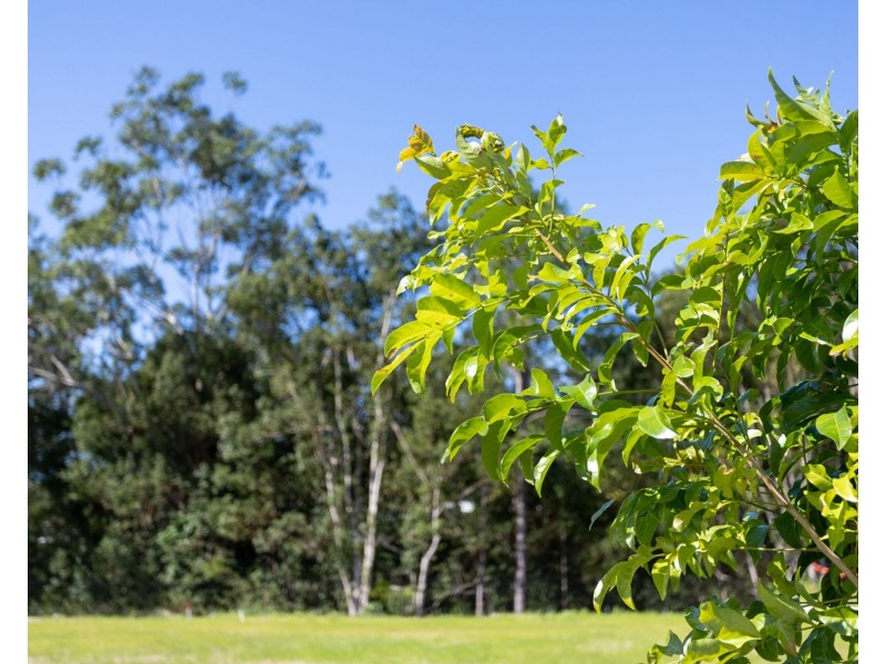 Lot 38 Creekline Place, Mooloolah Valley QLD 4553