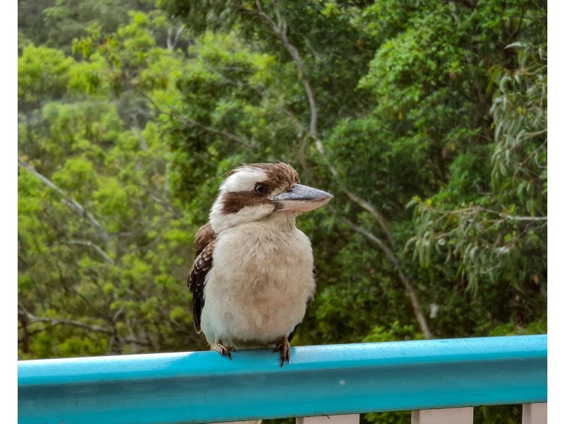 211 Ocean Vista Drive, Maroochy River QLD 4561