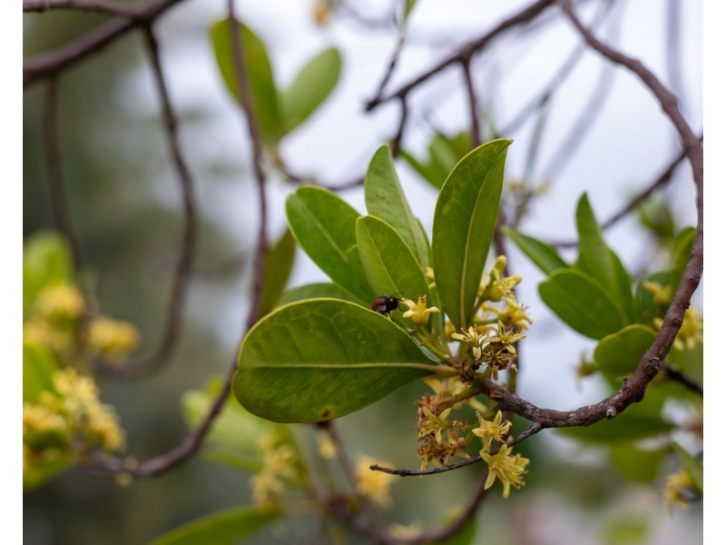 25 Arilla Street, Wurtulla QLD 4575