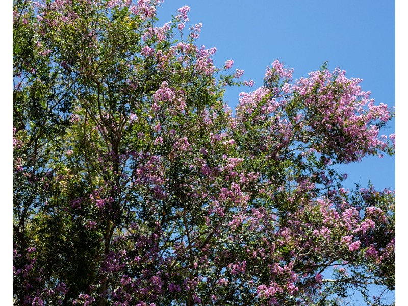 35 King Road, Mooloolah Valley QLD 4553