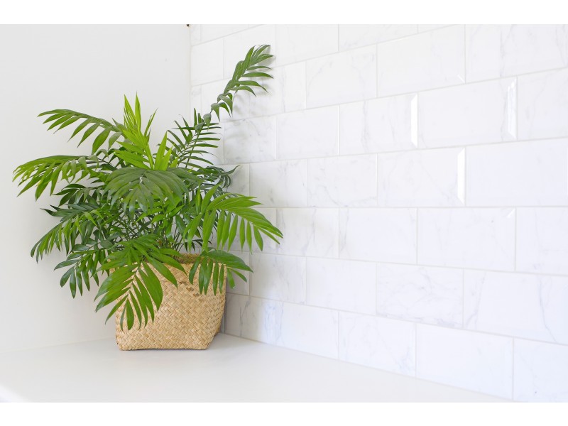 43 5th Ave., Palm Beach QLD 4221