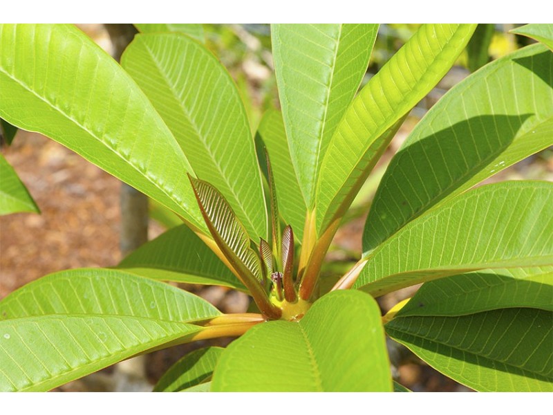 5 Westray Avenue, Banora Point NSW 2486