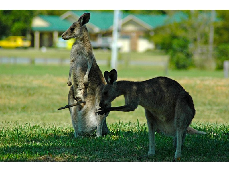 2 Warri Way, Currumbin Valley QLD 4223