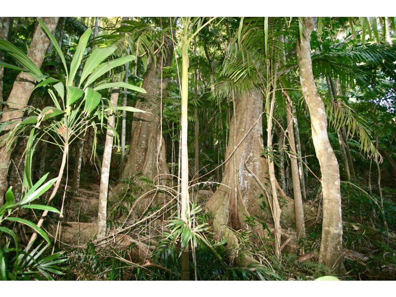 134 Blissetts Road, Carool NSW 2486